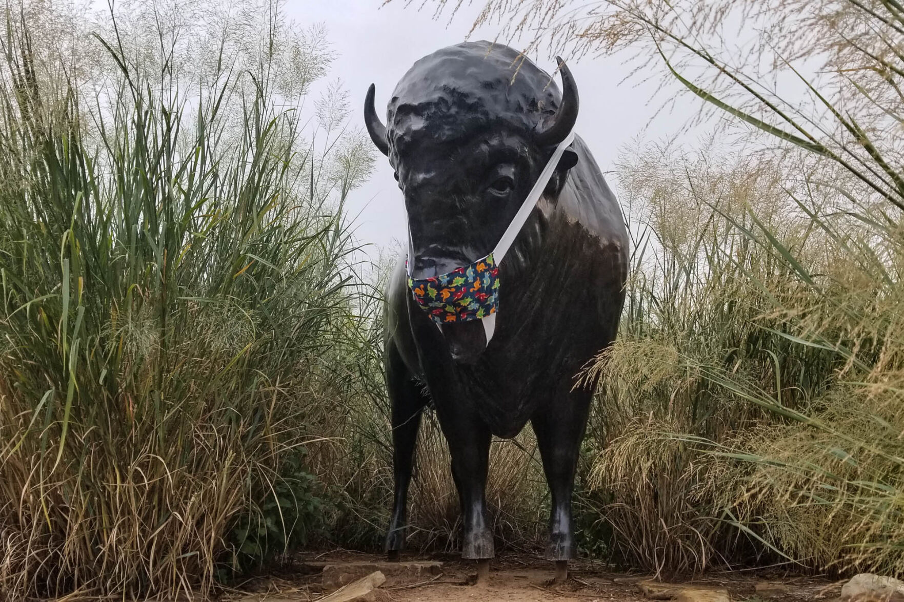 Bison